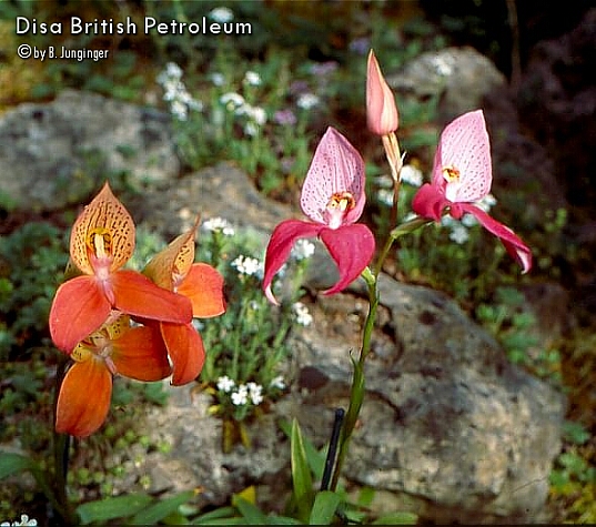 Disa Britisch Petroleum