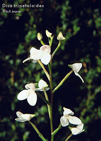 Disa tripetaloides'