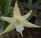 Angraecum bosseri