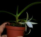 Angraecum elephantinum
