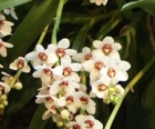 Sarcochilus hartmannii