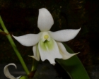 Sobennikoffia humbertiana